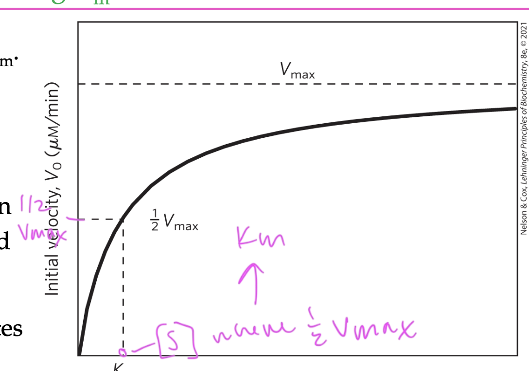 <p>NO</p><ul><li><p>Km is the [S] at ½ Vmax</p></li></ul><p></p>