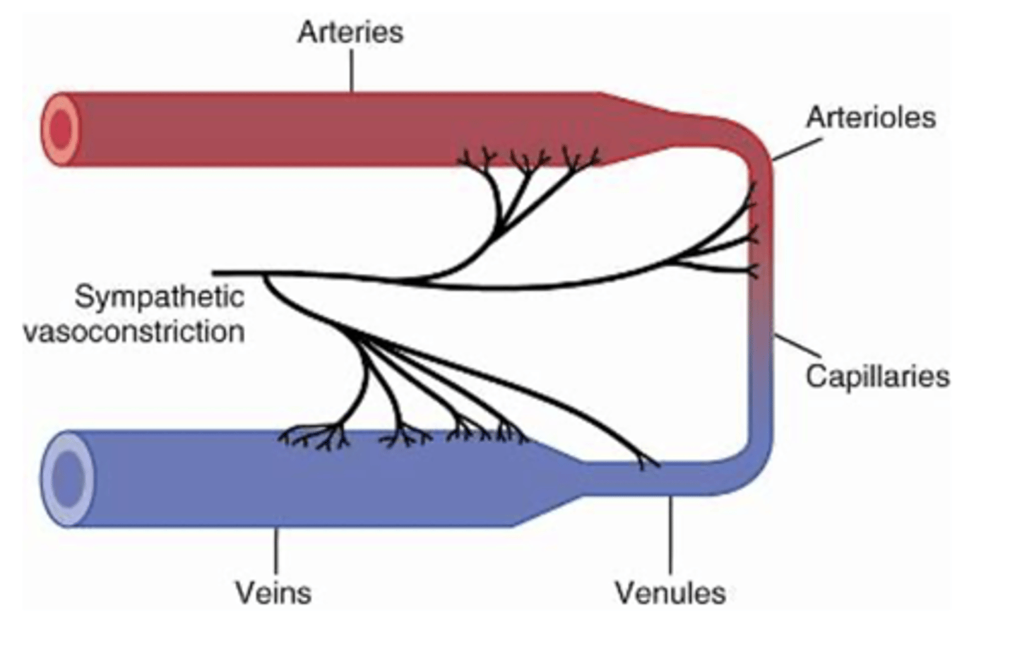 <p>What does the sympathetic innervation of small arteries and arterioles allow for? </p>
