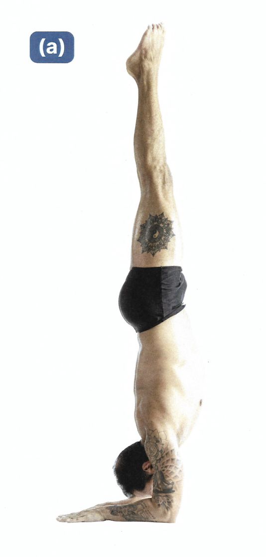 <p>Forearm Stand / Feathered Peacock Pose</p>