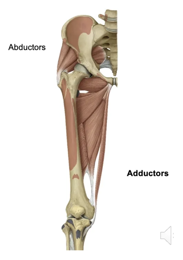 <p>Muscles: A group of 5 in the medial thigh compartment. Attachments: Pelvis to femur (4) and tibia (1).</p>
