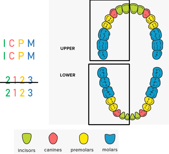 <p>ICPM</p><p>• Shorthand method to indicate the numbers of each tooth type in a particular mammal species </p><p>• Teeth are listed and counted in the order they occur in each half of the upper and lower jaw</p>