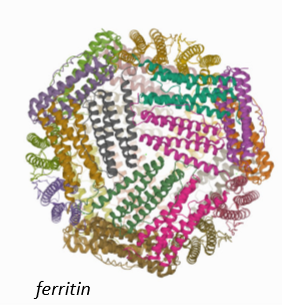 <p>Ferritin</p>