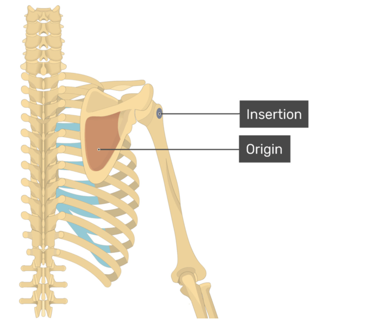 <p>infraspinatus</p>