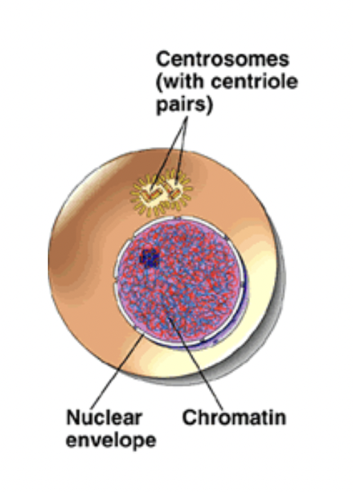 <ul><li><p><span style="background-color: transparent; font-family: "Proxima Nova", sans-serif;"><span>DNA is replicated</span></span></p></li><li><p><span style="background-color: transparent; font-family: "Proxima Nova", sans-serif;"><span>The cell prepares for division</span></span></p></li><li><p><span style="background-color: transparent; font-family: "Proxima Nova", sans-serif;"><span>Interphase only happens once</span></span></p></li></ul><p></p>