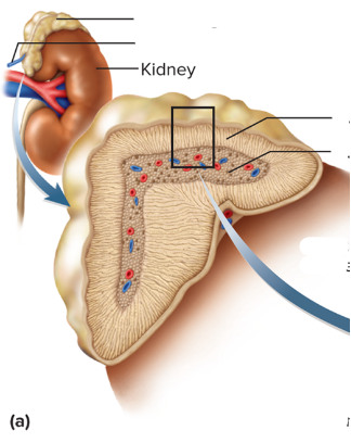 • Located superior to each kidney.

• Composed of an outer cortex and inner medulla.

• Also known as the suprarenal gland.