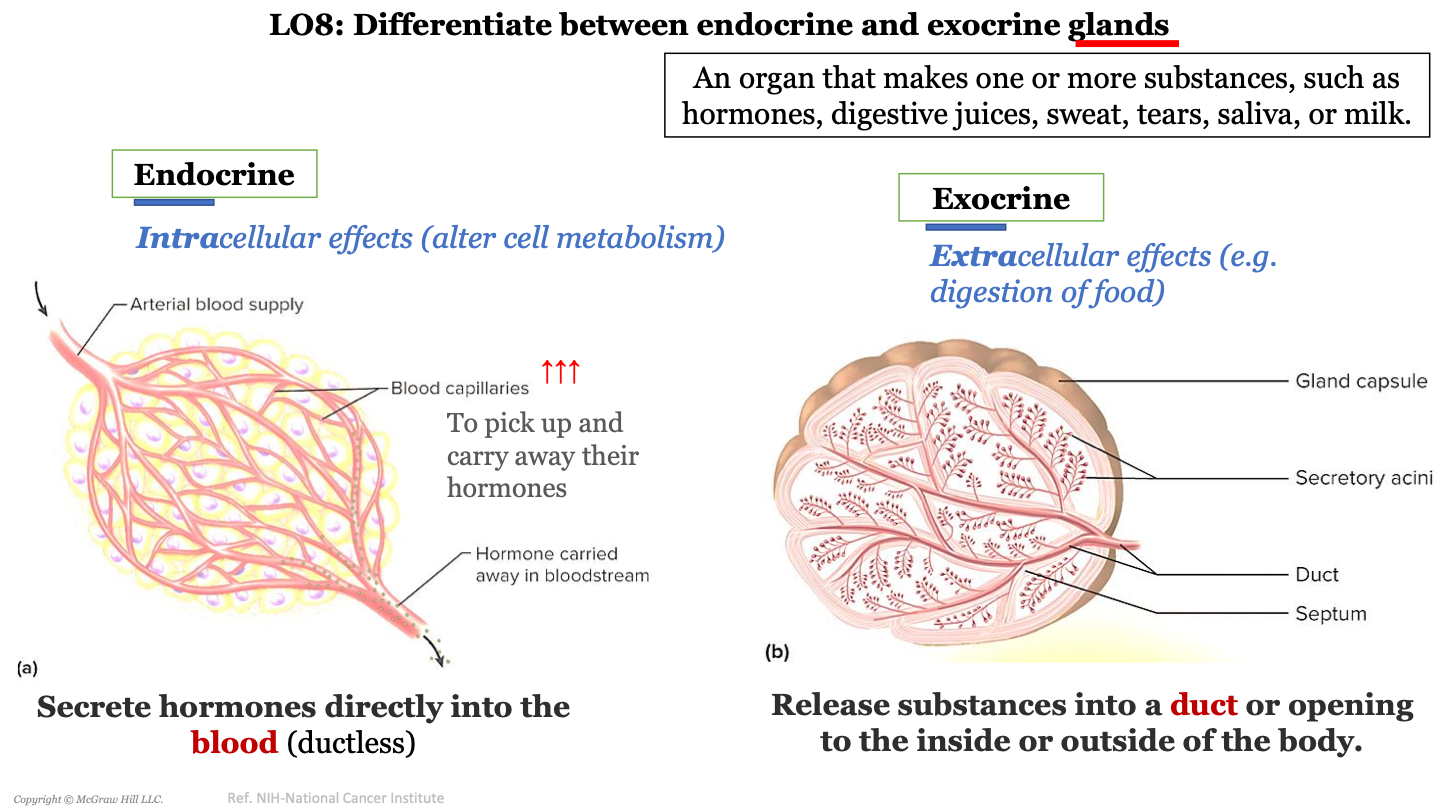 have intracellular effects (alter cell metabolism); secrete hormones directly into the blood (ductless)