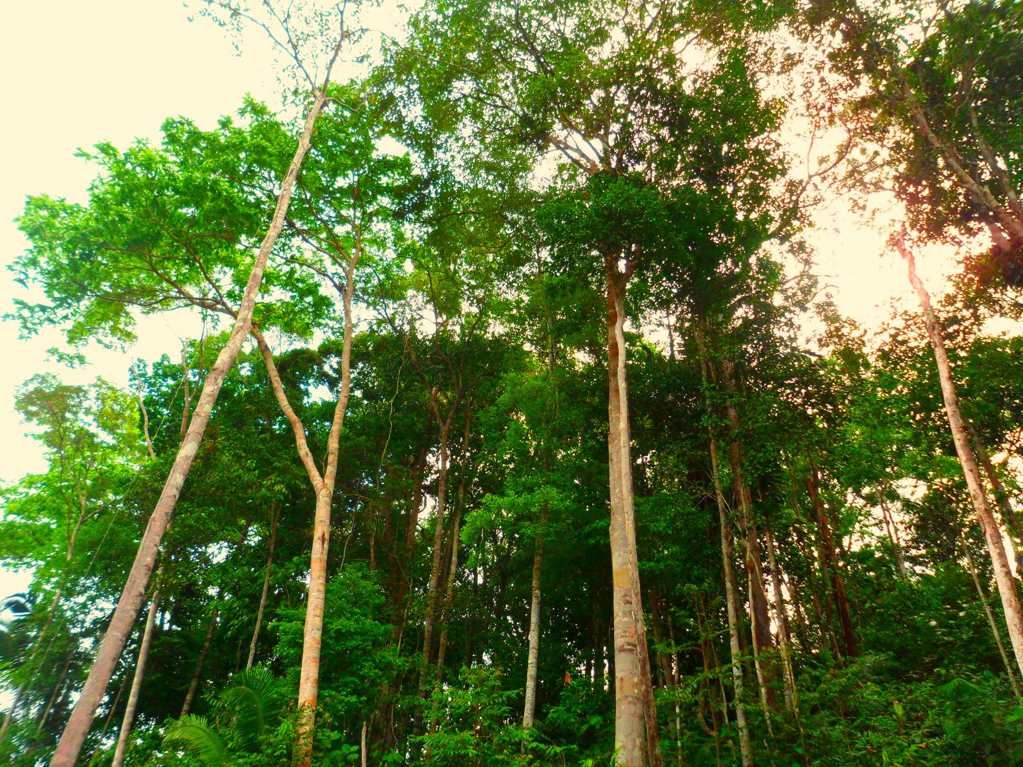 <p>Tropical rainforest</p>