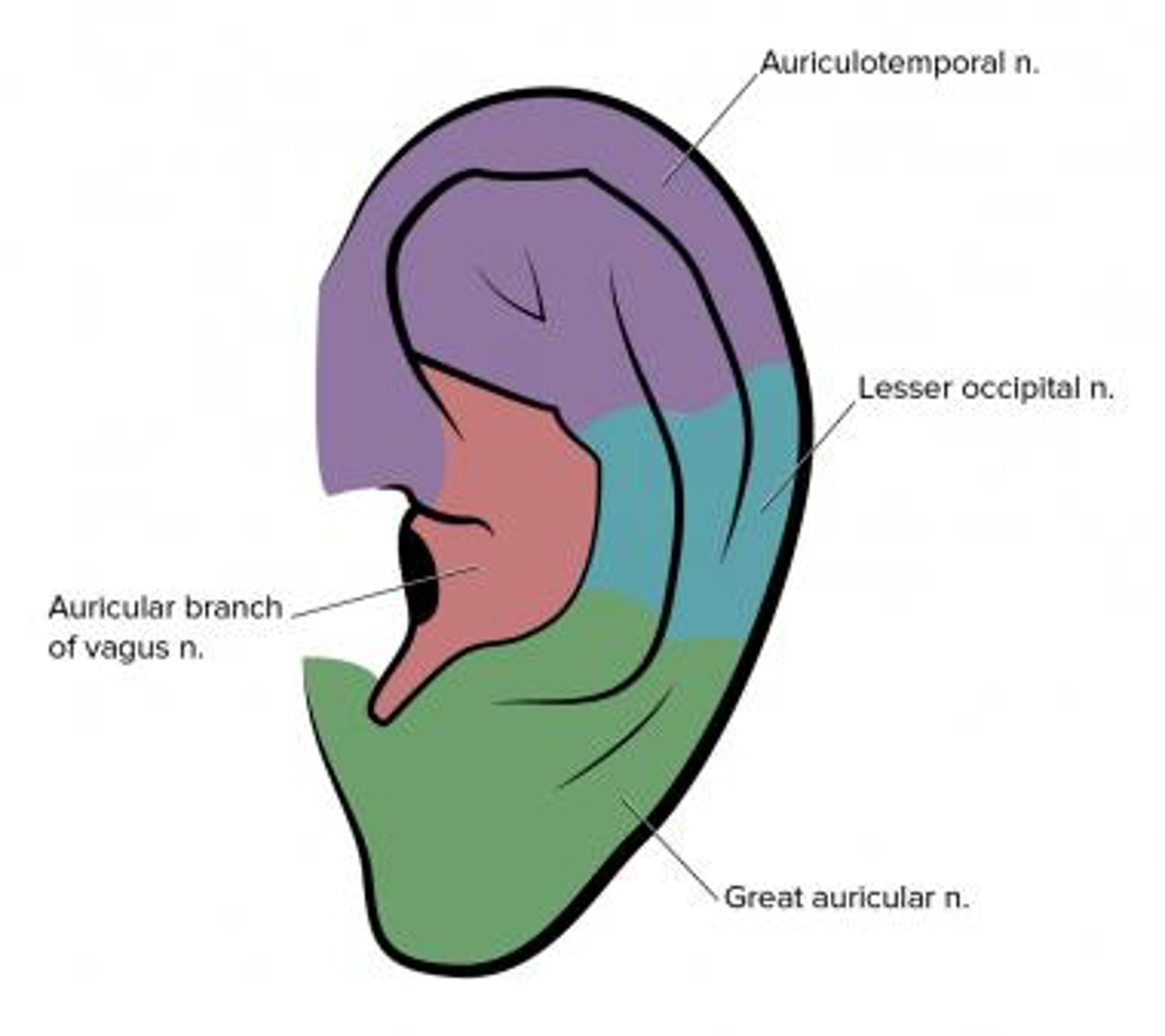<p>Auricular branch of the facial nerve</p>