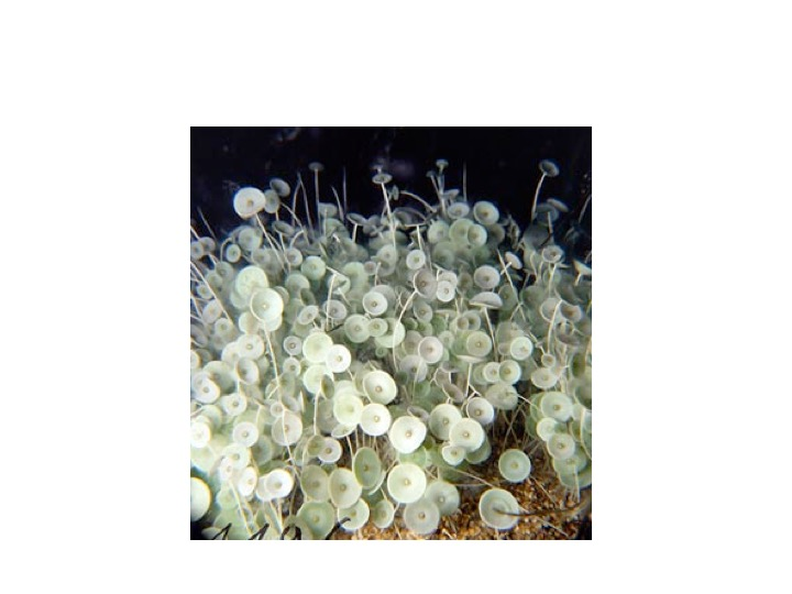 <p>Before this specimen becomes reproductive the cell(s) of its thalli are:</p><p>Multinucleate</p><p>Siphonous</p><p>Uninucleate</p><p>Coenocytic</p>