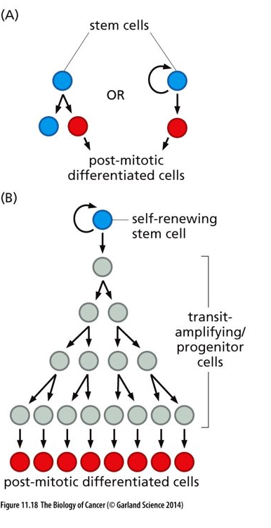 <ul><li><p class="Paragraph WhiteSpaceCollapse SCXP211021802 BCX0" style="text-align: left"><span>Tumors seem to have a similar organization as what is shown in this figure​</span></p></li><li><p class="Paragraph WhiteSpaceCollapse SCXP211021802 BCX0" style="text-align: left"><span>Blue stem cells shown here are similar to <strong>cancer stem cells (CSCs)</strong> in a tumor​</span></p></li><li><p class="Paragraph WhiteSpaceCollapse SCXP211021802 BCX0" style="text-align: left"><span><strong>Transit amplifying/progenitor </strong>cells will divide a finite amount of times and then differentiate and become post-mitotic – cells similar to these exist in a tumor​</span></p></li><li><p class="Paragraph WhiteSpaceCollapse SCXP211021802 BCX0" style="text-align: left"><span>Cells similar to transit amplifying/progenitor cells respond to chemotherapies while cancer stem cells do not respond well​</span></p></li></ul><p></p>