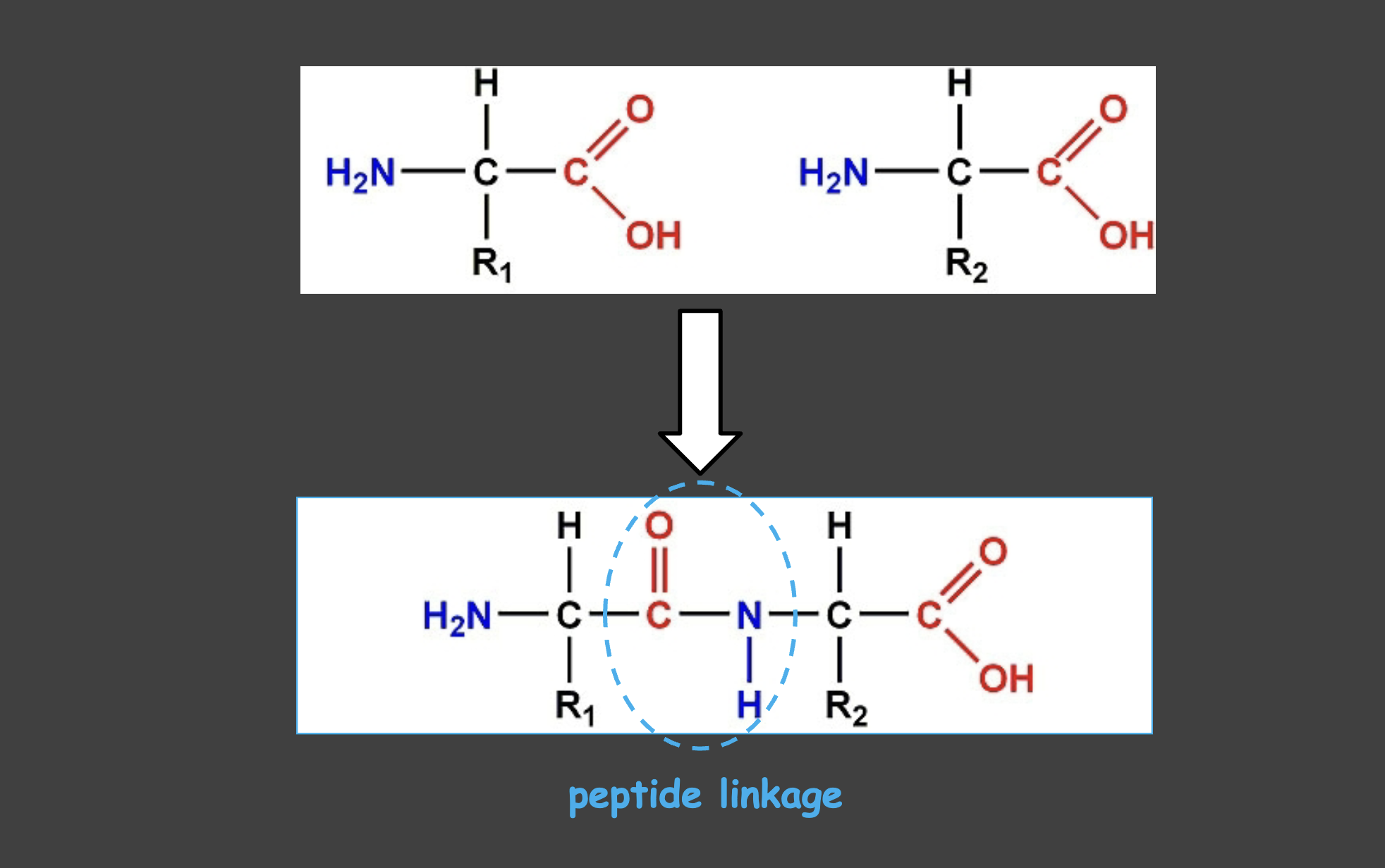 <p>How different amino acids are linked together </p>