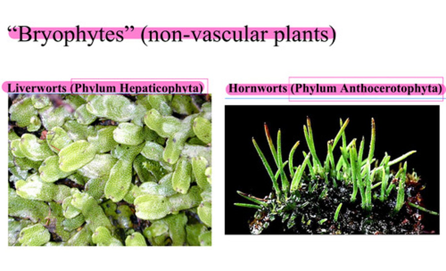 <p>- Liverworts (Phylum Hepaticophyta)</p><p>- Hornwarts ( Phylum Anthocerotophyta )</p>