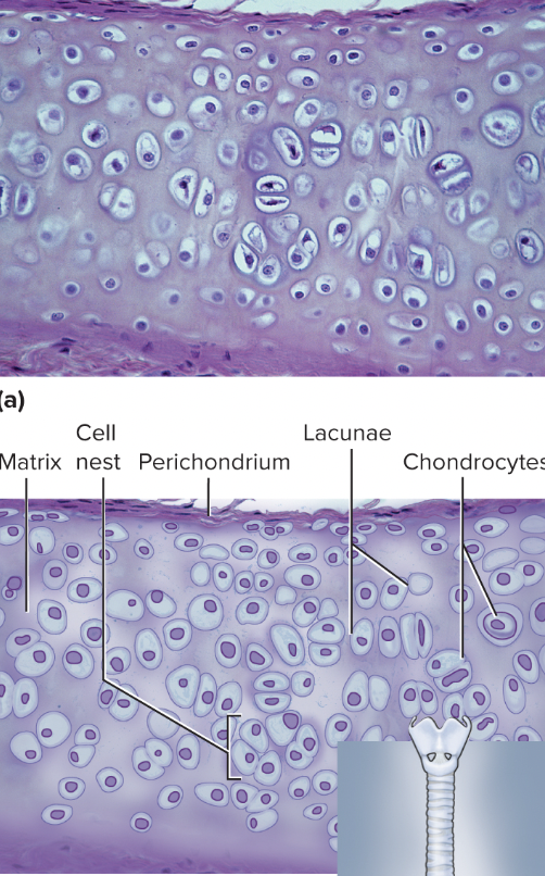 <p>supporting connective tissue, consists of collagen fibers and proteoglycans, found in bronchi, rib cage, nose, and covers bones where they meet to form joints</p>