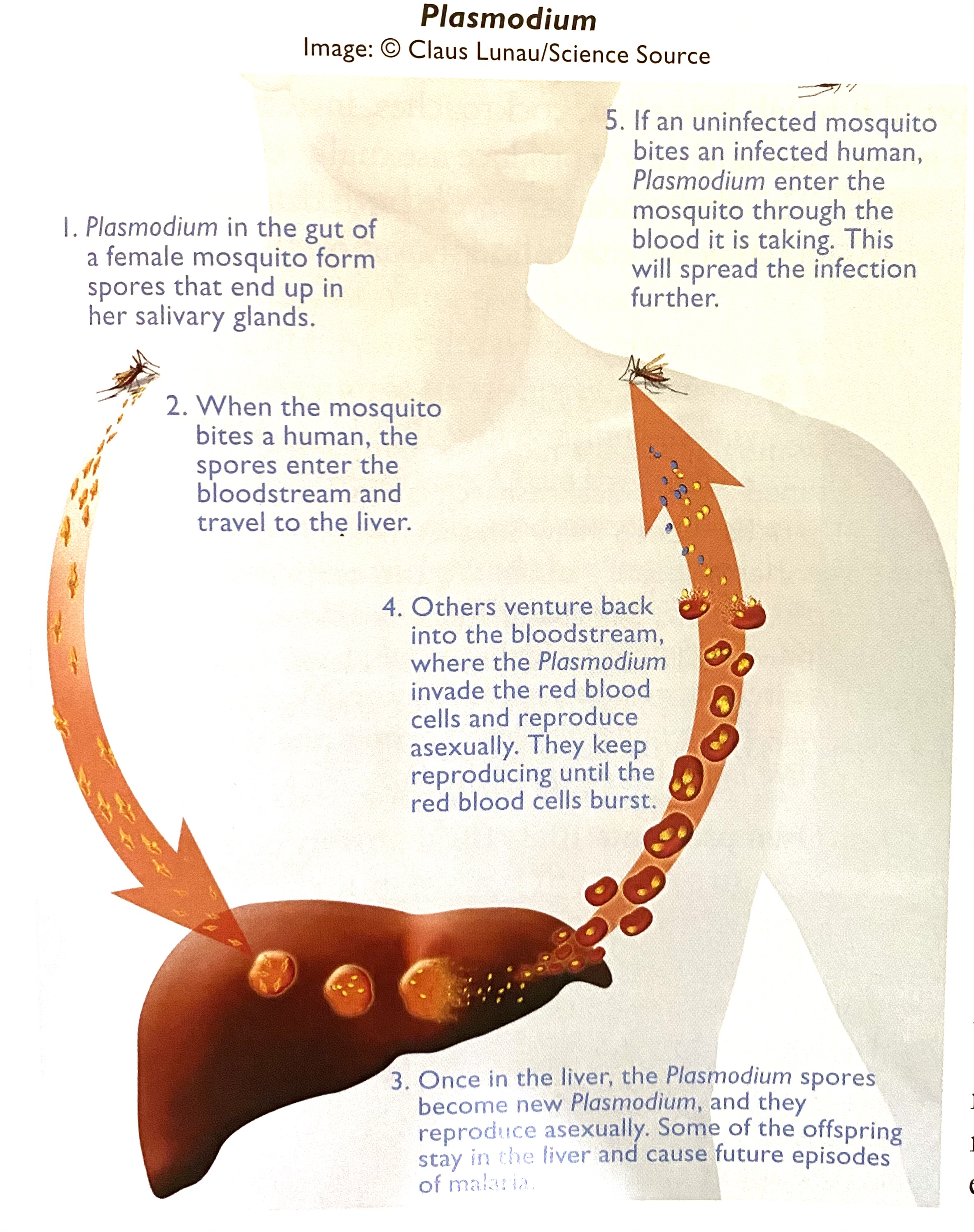 <p><strong>Protist that causes malaria?</strong></p>