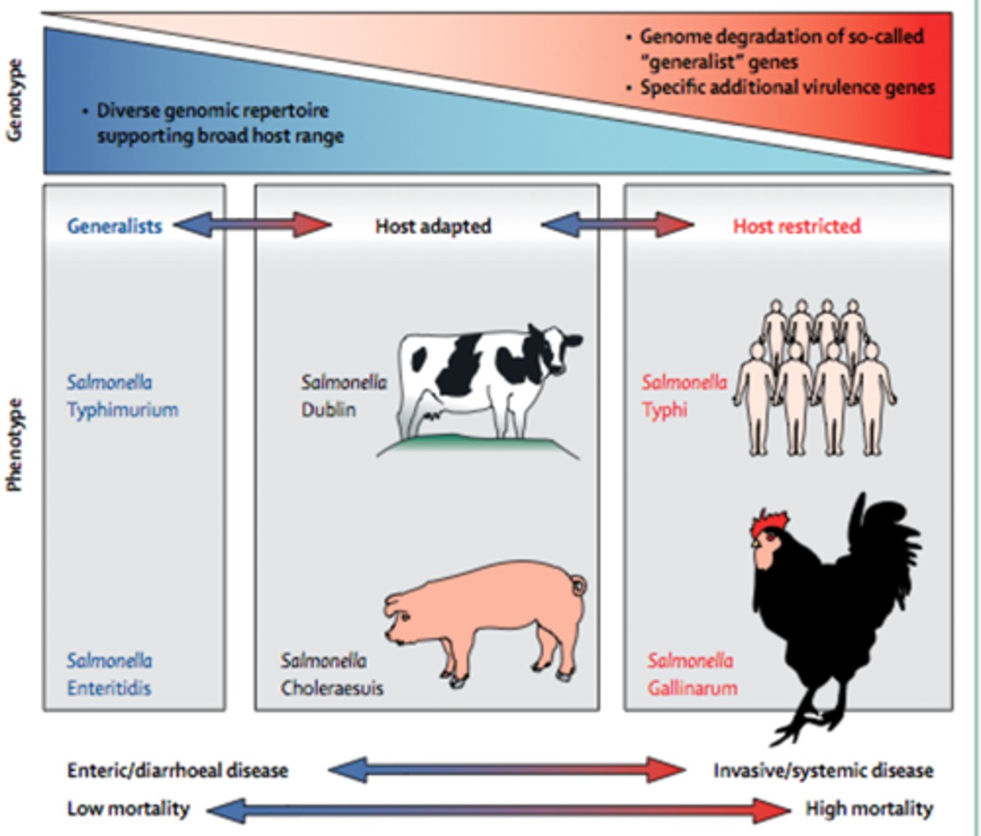 <p>-Can infect almost any host (broad host range)</p><p>-Has a diverse genotype which gives it a diverse metabolic pathway capable of tolerating a wide range of environments</p><p>-Associated with low mortality and do not kill the host</p><p>-Instead causes milder symptoms such as diarrhoea</p><p>-E.g. S.tymphimurium, S.enteritidis</p>