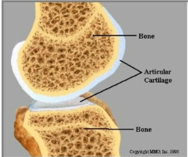 1. Strong and stiff
2. Mineral reservoir
3. Muscle attachment sites
4. Protection