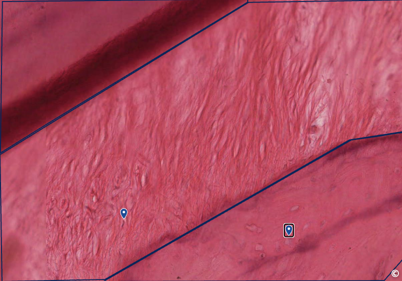 <p>identify area of histological slide, type of CT, and identify structures</p>