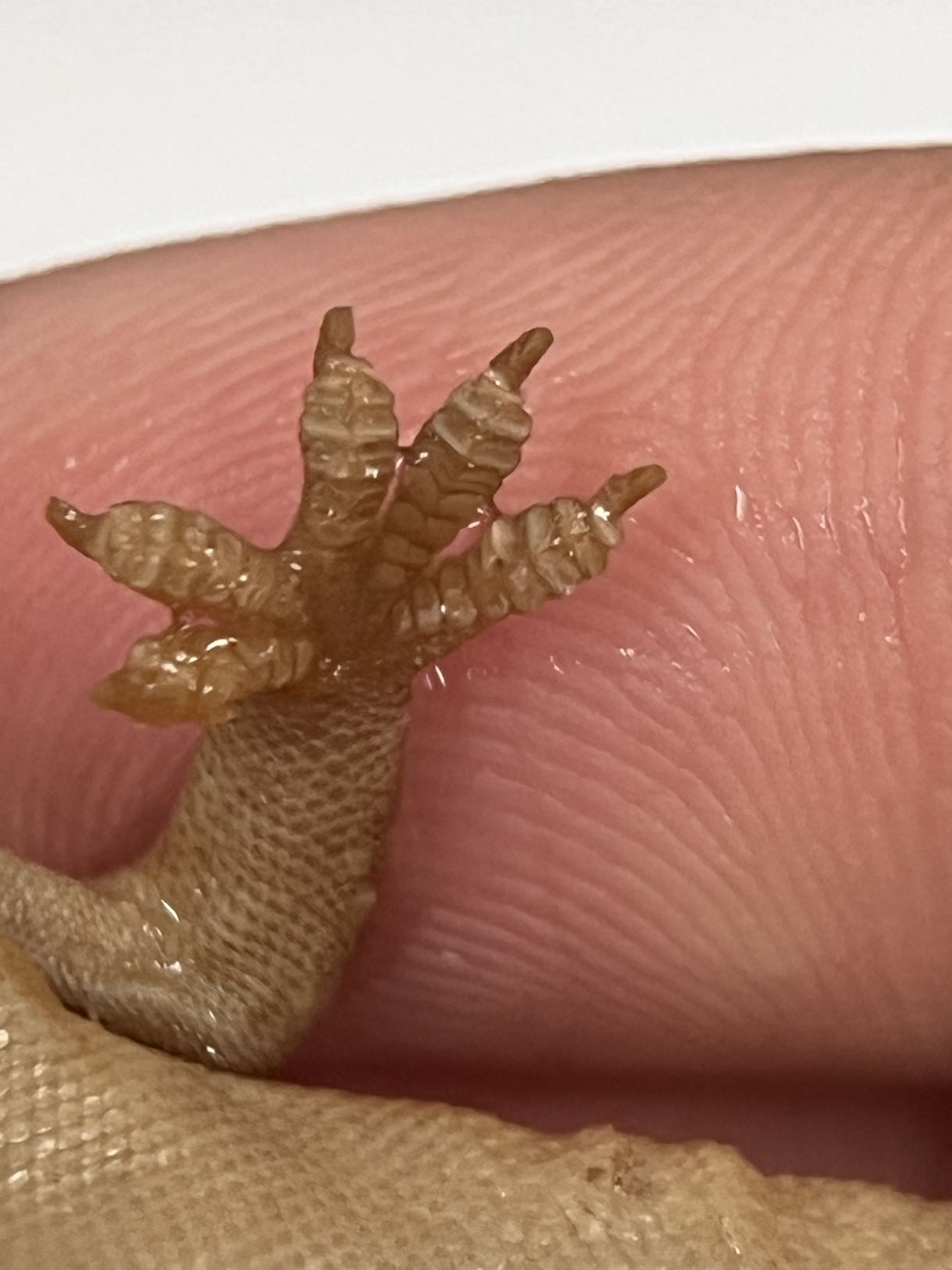 <p>Gekkota, Gekkonidae</p>