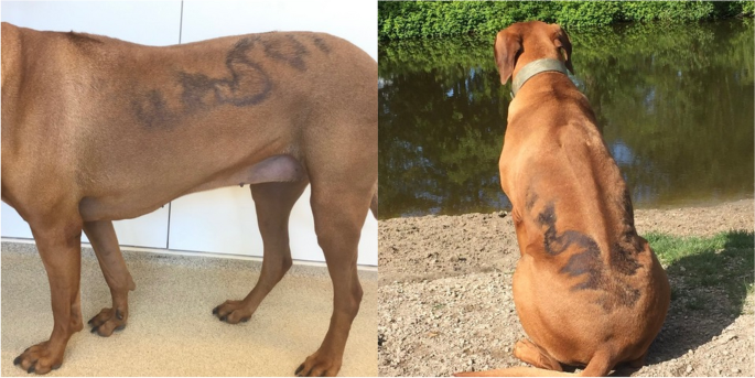 <p>Symmetrical, non-pruritic alopecia on the flanks </p>