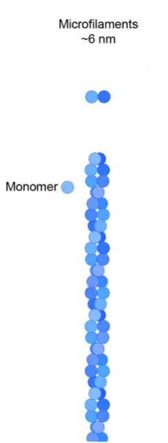 <p><em>smallest part of the cytoskeleton</em></p><ul><li><p>made of actin</p></li><li><p>resists pulling</p></li><li><p>movement and muscle contraction</p></li><li><p>drives the movement of cytoplasm in plants</p></li><li><p>supports microvilli</p></li></ul><p></p>