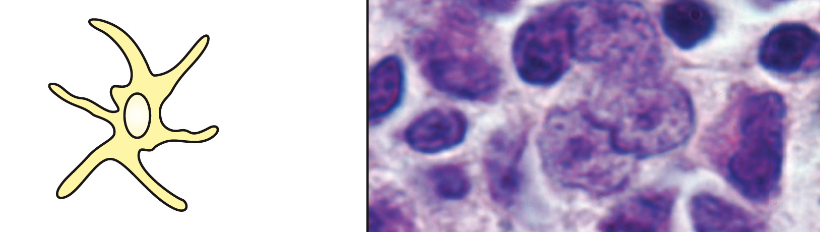 <p>What is this cell &amp; what is its function?</p>