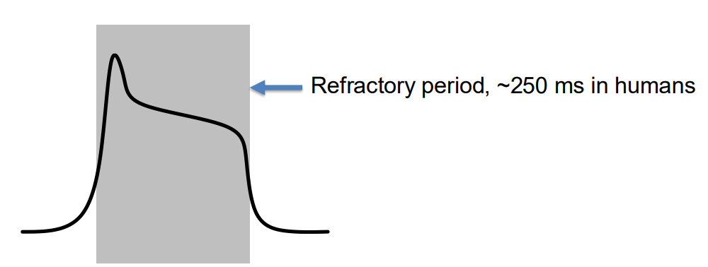 <p>It is much wider than a normal action potential due to a long refractory period.</p><p>Cardiomyocytes need to contract and relax to allow the heart to refill with blood and continue pumping, otherwise it would be fatal.</p>