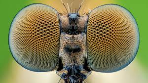 <p>eyes that <span>are made of thousands of tiny individual units called ommatidia</span></p>