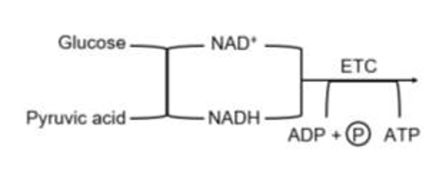 <p>A process where the final electron acceptor in the electron transport chain is molecular oxygen (O2).</p>