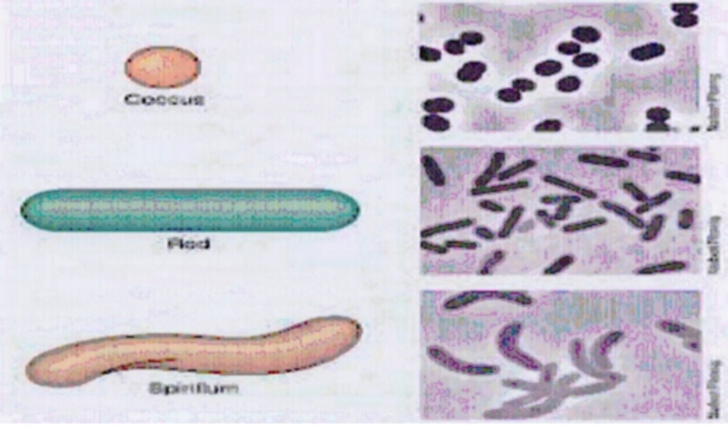 <p>spirilla (cork-screws)</p><p>cocci (spheres)</p><p>bacilli (rods)</p>
