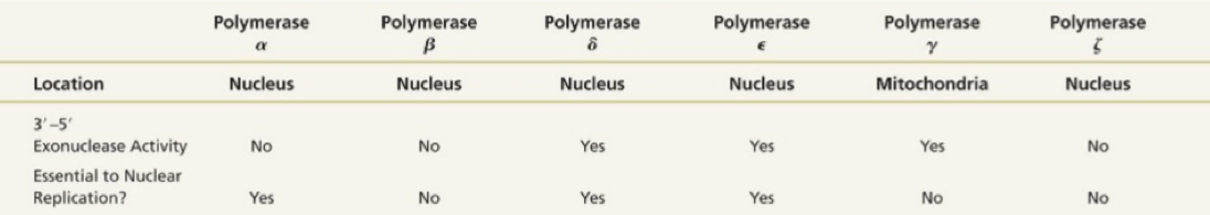 <p>Same as E. Coli.. but…</p><p>Many more ORCs</p><ul><li><p>polymerase alpha lacks 3’ to 5’ proofreading (exonuclease activity) but synthesizes RNA primers</p></li><li><p>Polymerase delta is equivalent of polymerase II in eukaryotes. PCNA subunit=beta clamp. Mainly performing elongation, used to detect tumors (appears in highly proliferating cells)</p></li><li><p>Polymerase epsilon eliminates primers from okazaki fragments</p></li><li><p>Polymerase gamma synthesizes mitochondrial DNA</p></li></ul><p></p>