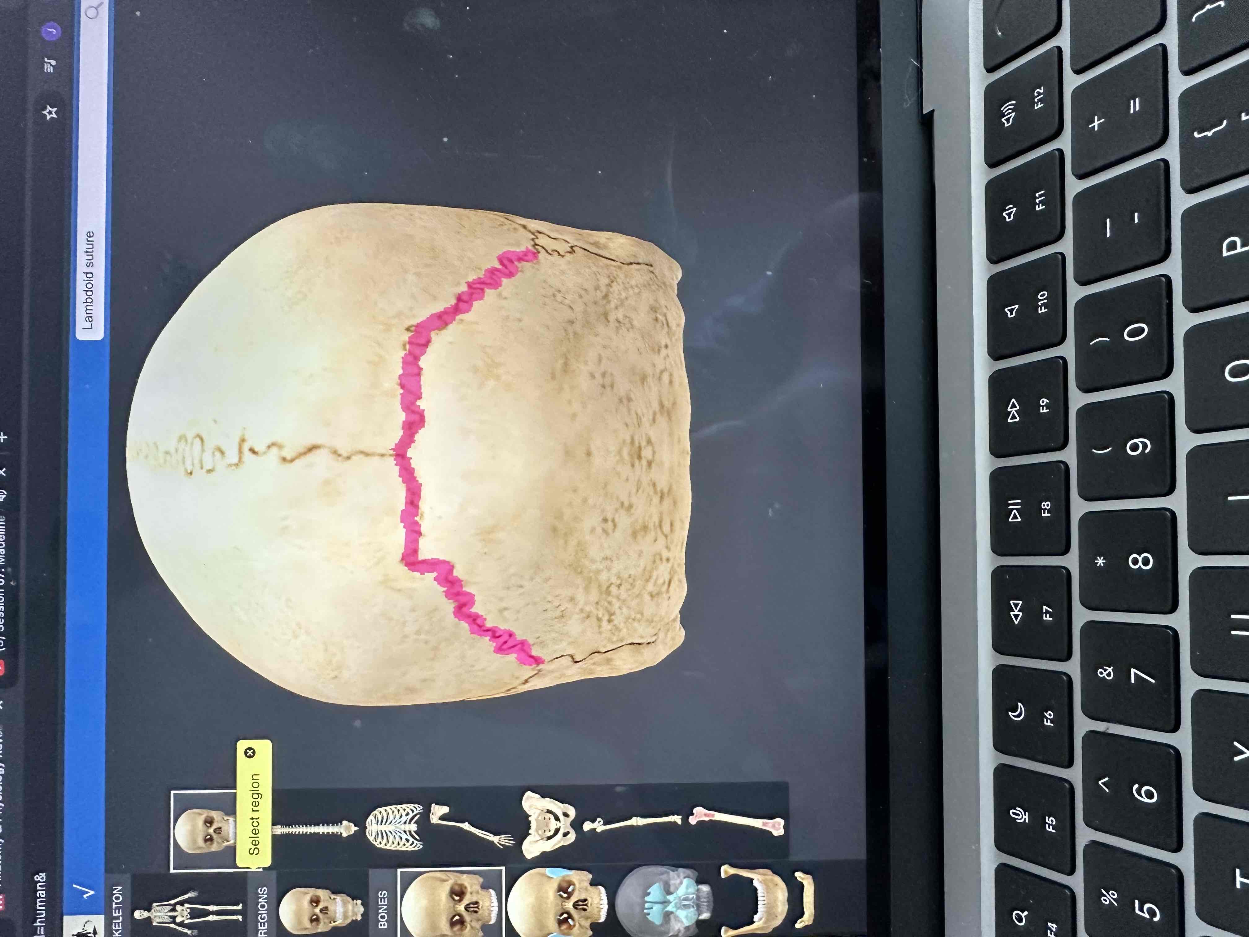 <p>•separates the temporal bones of the skull from the occipital bone.</p>