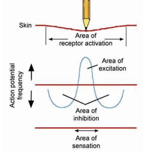 <p>In lateral inhibition, <strong>inhibitory neurons</strong> suppress the activity of ________. This helps highlight the location of the stimulus</p>