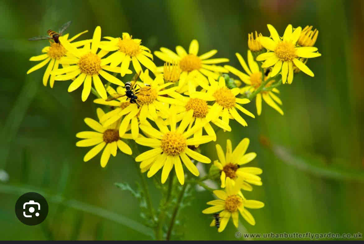 <p><span>Ligularia dentata</span></p><p><span>Ragwort, Bigleaf Goldenray</span></p>