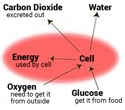 <ul><li><p>is the molecule we know that is the provider of energy in the body</p></li><li><p>is obtained from the food we eat and the breakdown or digestion of this glucose</p><ul><li><p>known as Glycolysis</p></li></ul></li><li><p>produces a lot of energy in the form of ATP, </p><ul><li><p>with the help of some enzymes and the oxidation-reduction reactions. </p></li></ul></li></ul><p></p><p>glucose from the food we eat along together with the oxygen we breathe, produce CO<sub>2</sub>, water and a lot of energy.</p>
