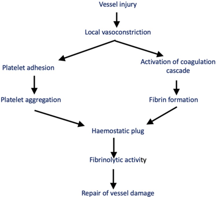 <p>1.     localized vasoconstriction at the site of injury</p><p>2.     adhesions of platelets to damage vessel wall and formation of a platelet aggregate or plug</p><p>3.     activation of the coagulation cascade leading to fibrin formation, reinforcing the platelet plug</p><p>4.     activation of the fibrinolytic system which digests the haemostatic plug, re-establishing vascular patency</p>