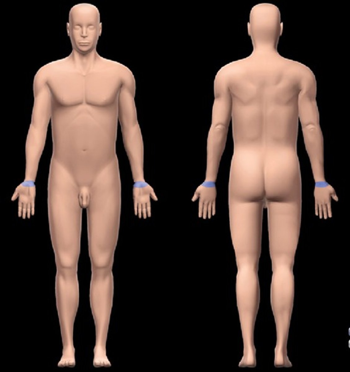 <p>wrist area</p>