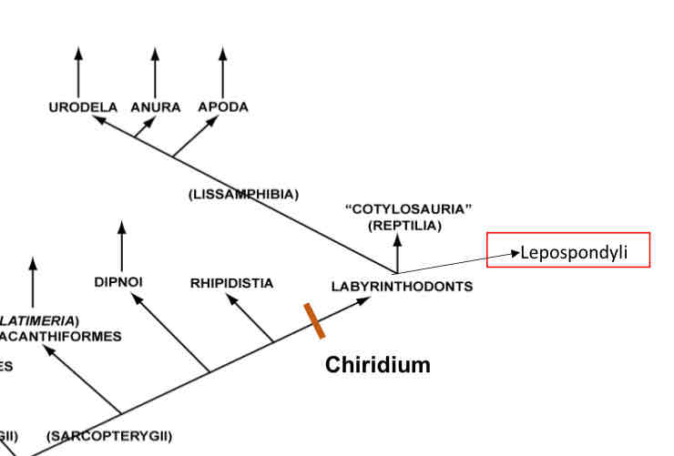 <p>Class: Amphibia</p><p>Subclass: Lepospondyli</p>