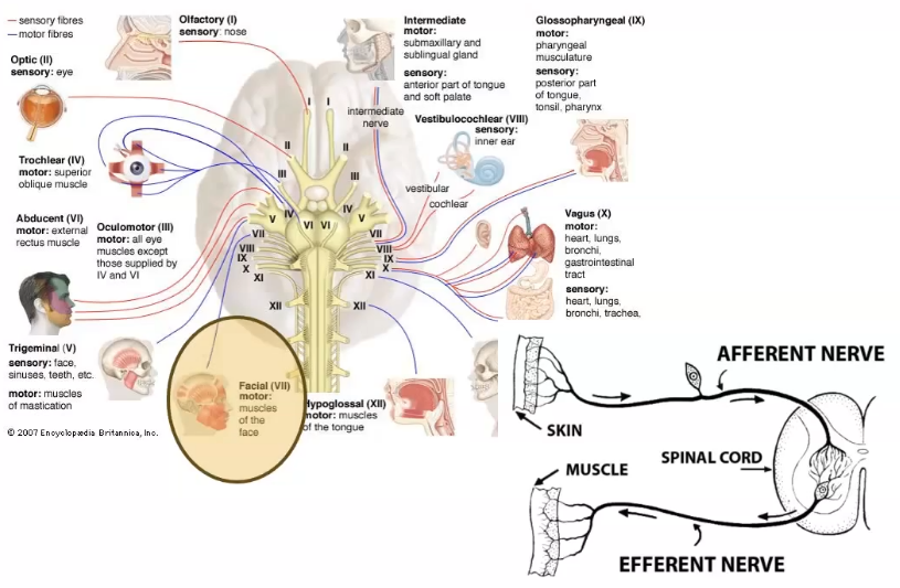 <p>signals dont go to the brain, it goes straight to the spinal cord </p><p>using facial motor nerve which innervates orbicularis muscle </p>
