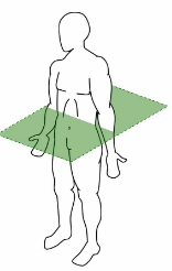 <p>A horizontal plane that divides the body into superior (upper) and inferior (lower) parts; perpendicular to the long axis.</p>