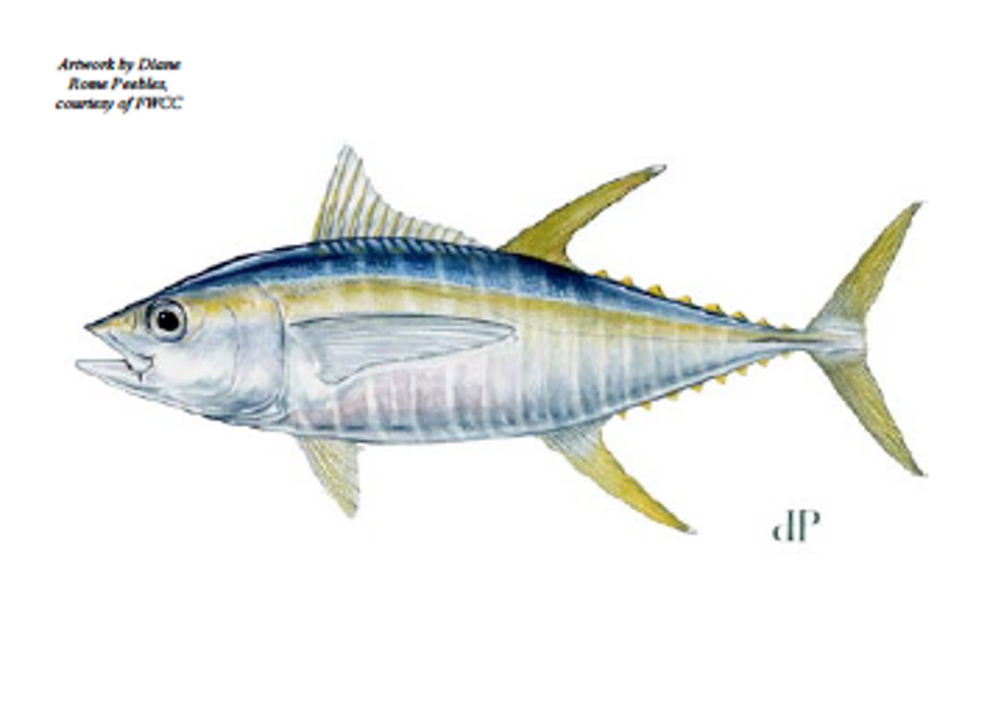 <p>is a species of tuna found in pelagic waters of tropical and subtropical oceans worldwide</p><p>- can serve as an indicator for where dolphin pods are</p>