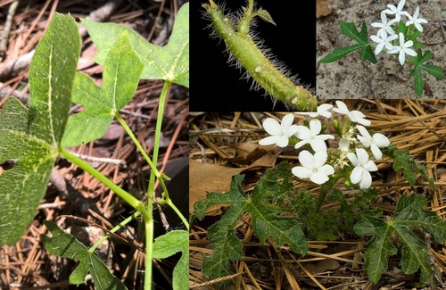 Family: Euphorbiaceae

Common: stinging nettle 

Range: Native to FL, VA, LA, Piedmont

Habitat: Sandhills, scrubs, well-drained sandy soils

Bark: Herbaceous

Persistence: 
Perennial

Leaves: Simple & alternate, palmately lobed, upper is dark green with stiff hairs injecting a toxin.

Stem and leaves will sting.

Flowers: 5-petaled white flowers with capsule fruit.

Other: If touched can cause a stinging sensation. Bobwhite quail and ground nesting birds feed on the fruits.
