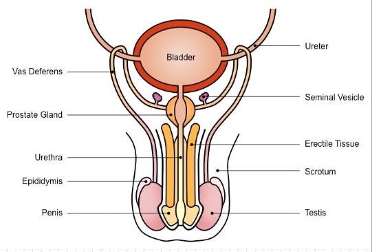 <p>Male reproductive system</p>