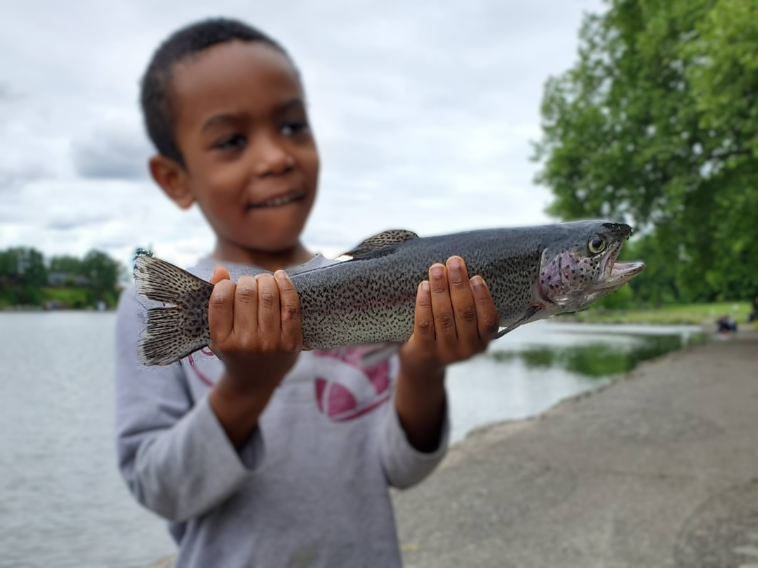 <p>Rainbow Trout</p><p><span style="color: rgb(69, 68, 68);"><em><span>Introduced, from the west coast.</span></em></span></p>