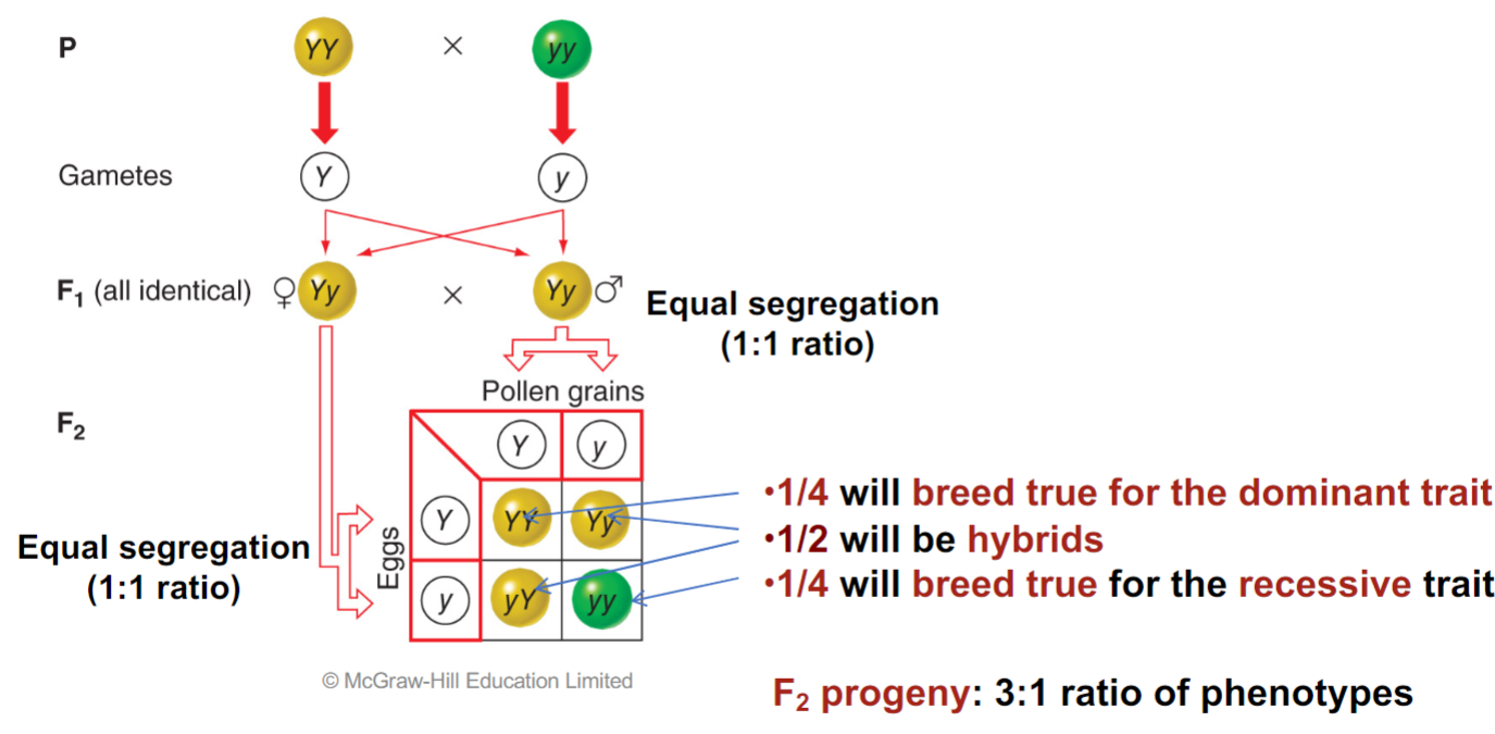 * simple way to visualize allele segregation and random union
* mendel’s first law incorporates the fact that his results reflected basic rules of probability