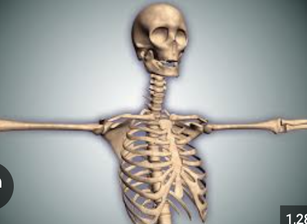 <p><br>Bones protect vital organs:</p><ul><li><p>The <strong>skull</strong> protects the brain</p></li><li><p>The <strong>vertebral column</strong> protects the spinal cord</p></li><li><p>The <strong>rib cage</strong> protects the heart and lungs</p></li></ul><p></p>