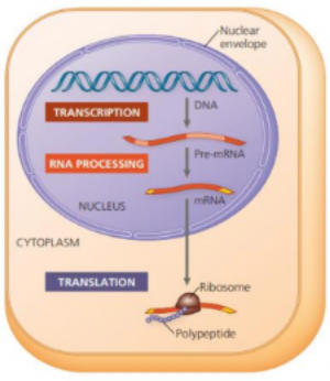 <p>In eukaryotes , the transcription happens inside the ______ and the translation happens in the ______.</p>