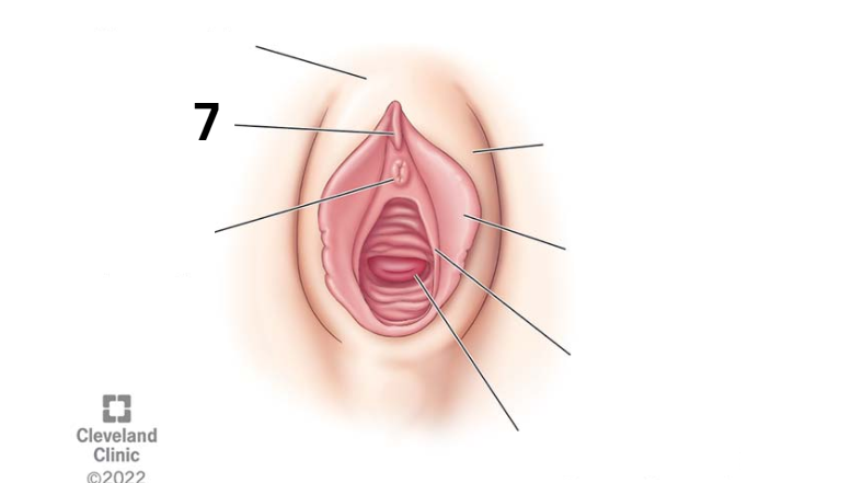 <p>Identity this female reproductive system (marked with 7)</p>