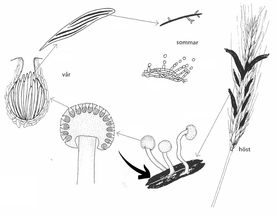 <p>Claviceps purpurea: Vad indikerar pilen på för struktur?</p>