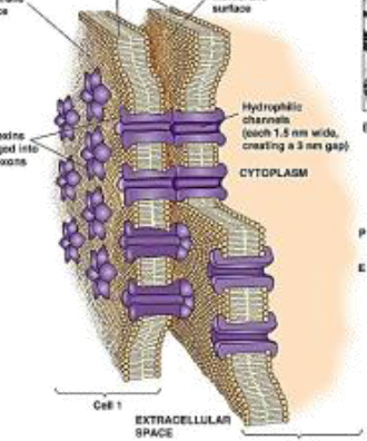 <p>Identifica la unión celular</p>