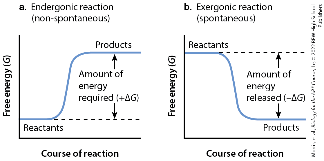 <p>reactions with a positive ∆G that are not spontaneous and so require an input of energy</p>